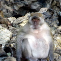 20090420 20090122 Phi Phi Don-Monkey Bay  11 of 34 